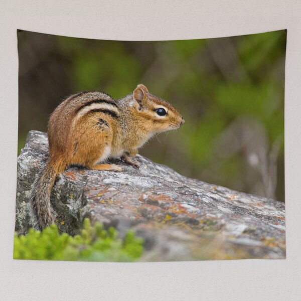 Item preview, Chipmunk On Rock designed and sold by Michael Cummings.