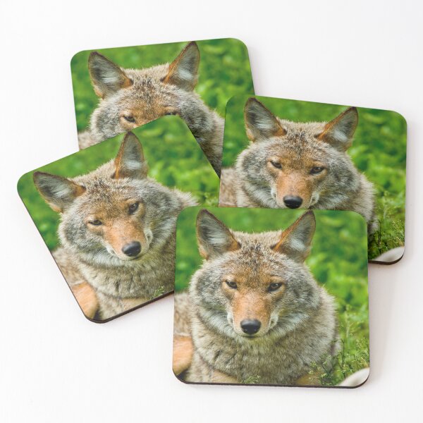 Item preview, Coyotes designed and sold by Michael Cummings.