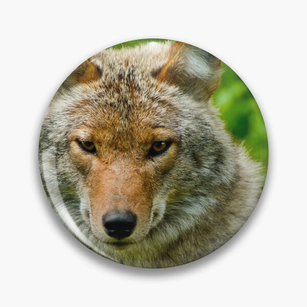 Item preview, Coyotes designed and sold by Michael Cummings.