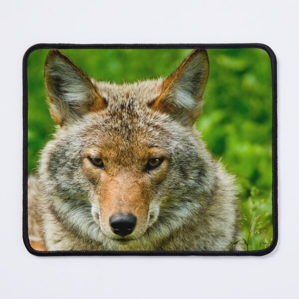 Item preview, Coyotes designed and sold by Michael Cummings.