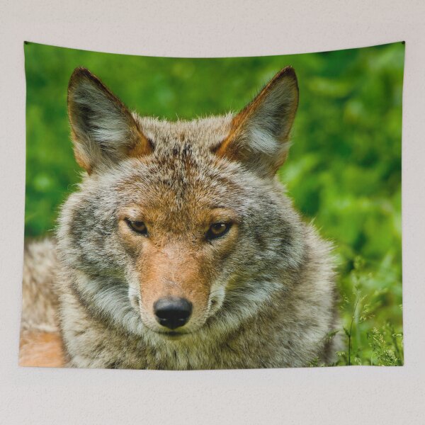 Item preview, Coyotes designed and sold by Michael Cummings.