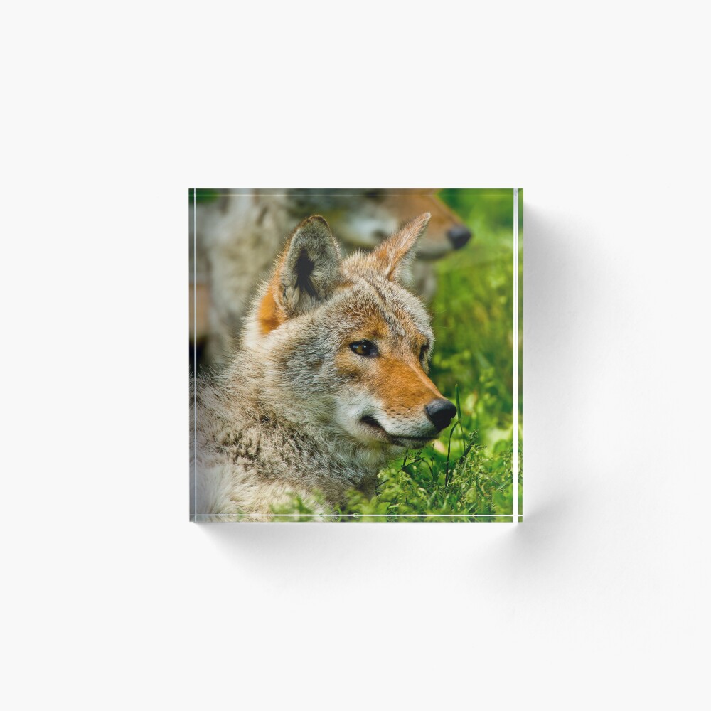 Item preview, Acrylic Block designed and sold by jaydee1400.