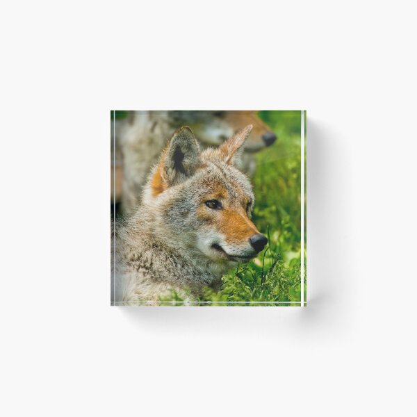 Item preview, Coyotes designed and sold by Michael Cummings.