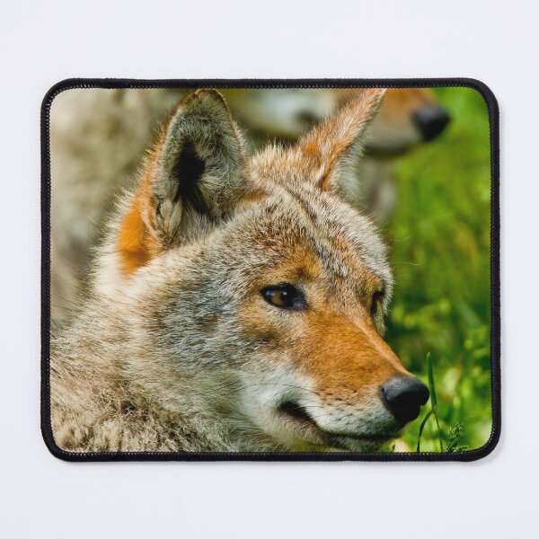 Item preview, Coyotes designed and sold by Michael Cummings.