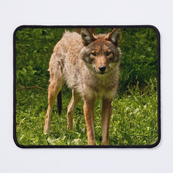 Item preview, Coyotes designed and sold by Michael Cummings.