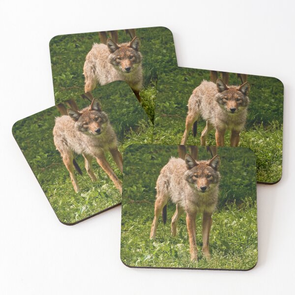 Item preview, Coyotes designed and sold by Michael Cummings.