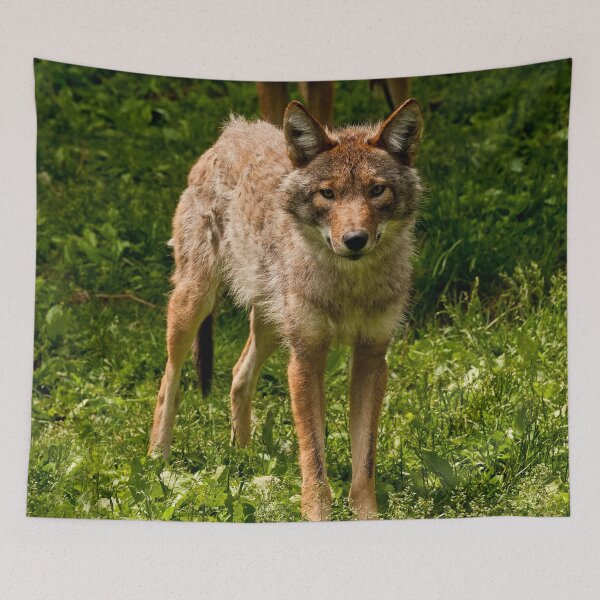 Item preview, Coyotes designed and sold by Michael Cummings.