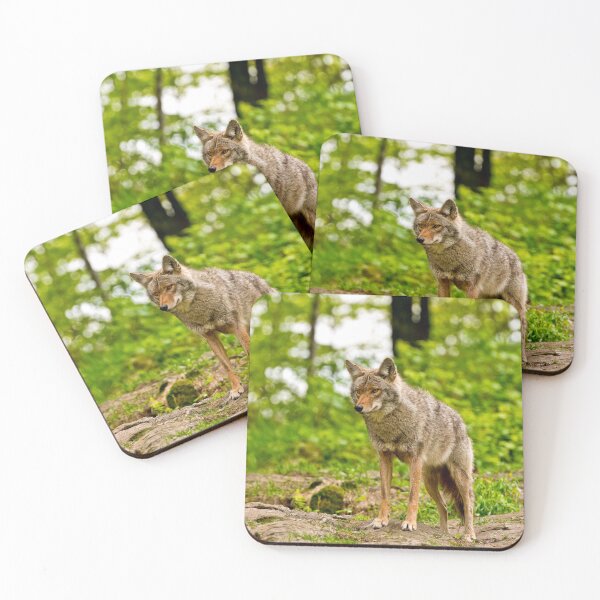 Item preview, Coyote designed and sold by Michael Cummings.