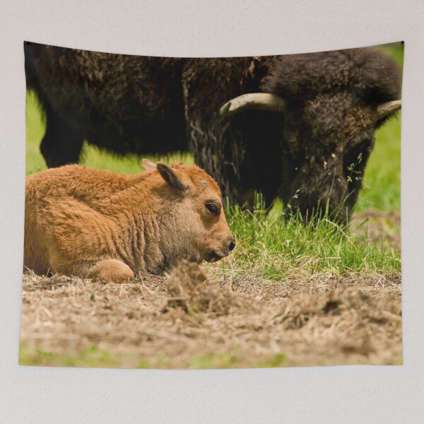 Item preview, Bison And Calf designed and sold by Michael Cummings.