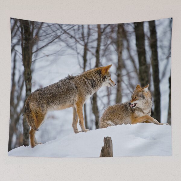 Item preview, Coyotes designed and sold by Michael Cummings.