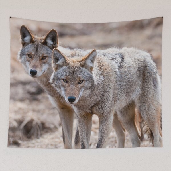 Item preview, Coyotes designed and sold by Michael Cummings.