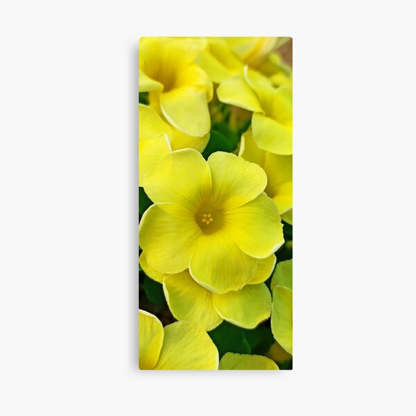 Yellow Bloom Canvas Print