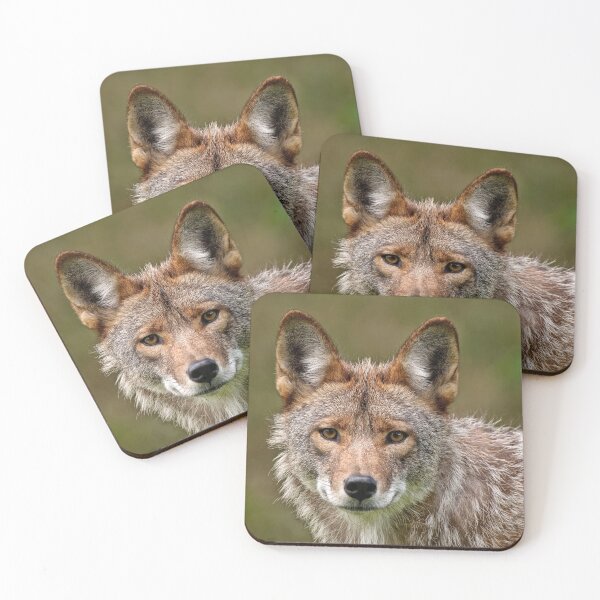 Item preview, Coyote designed and sold by Michael Cummings.