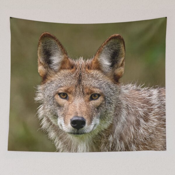 Item preview, Coyote designed and sold by Michael Cummings.