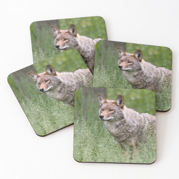 Item preview, Coyote designed and sold by Michael Cummings.