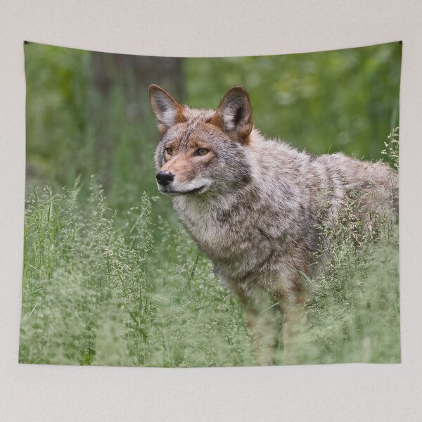 Item preview, Coyote designed and sold by Michael Cummings.