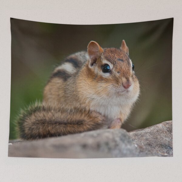 Item preview, Chipmunk designed and sold by Michael Cummings.