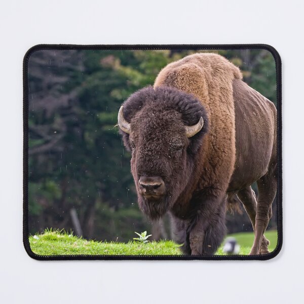 Item preview, Bison designed and sold by Michael Cummings.