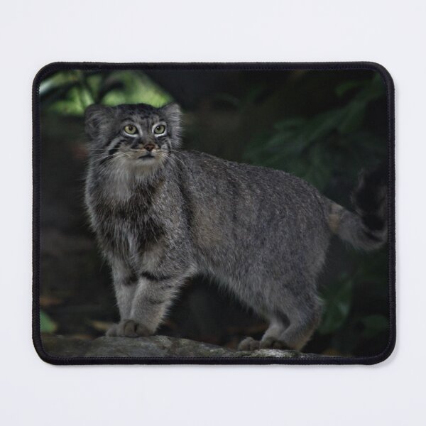 Item preview, Pallas Cat designed and sold by Ladymoose.