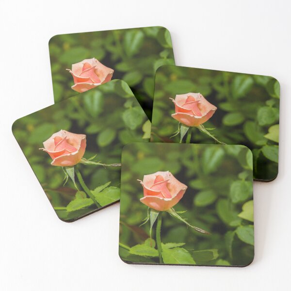 Item preview, close up of budding pink rose. designed and sold by rajeshbac.