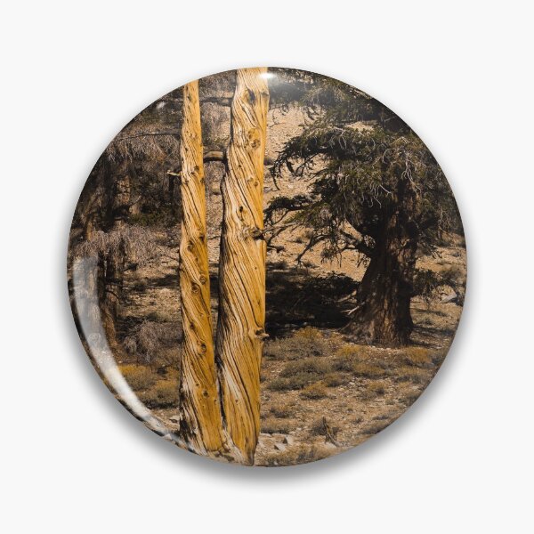 Item preview, Trees in the Ancient Bristlecone Pine Forest along White Mountain Road east of Bishop, California designed and sold by OrcaNature.