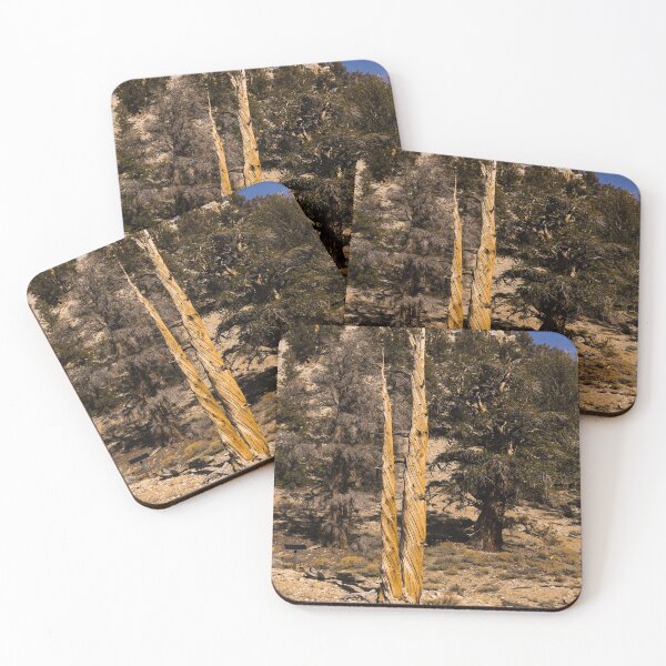 Item preview, Trees in the Ancient Bristlecone Pine Forest along White Mountain Road east of Bishop, California designed and sold by OrcaNature.