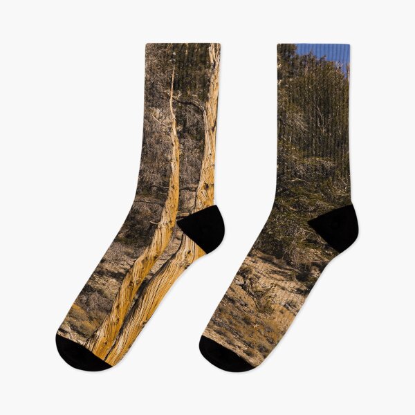 Item preview, Trees in the Ancient Bristlecone Pine Forest along White Mountain Road east of Bishop, California designed and sold by OrcaNature.