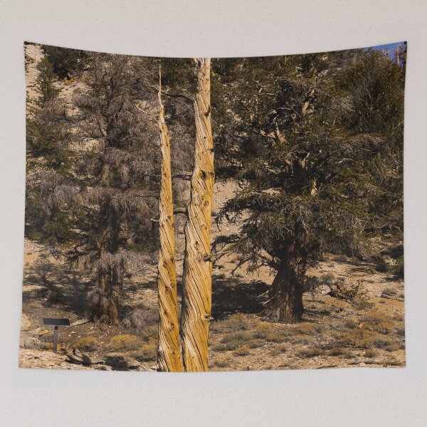 Item preview, Trees in the Ancient Bristlecone Pine Forest along White Mountain Road east of Bishop, California designed and sold by OrcaNature.
