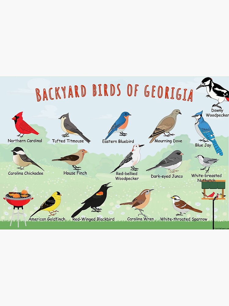 Thumbnail 3 of 3, Poster, Backyard birds of Georgia designed and sold by AndyMcBird.