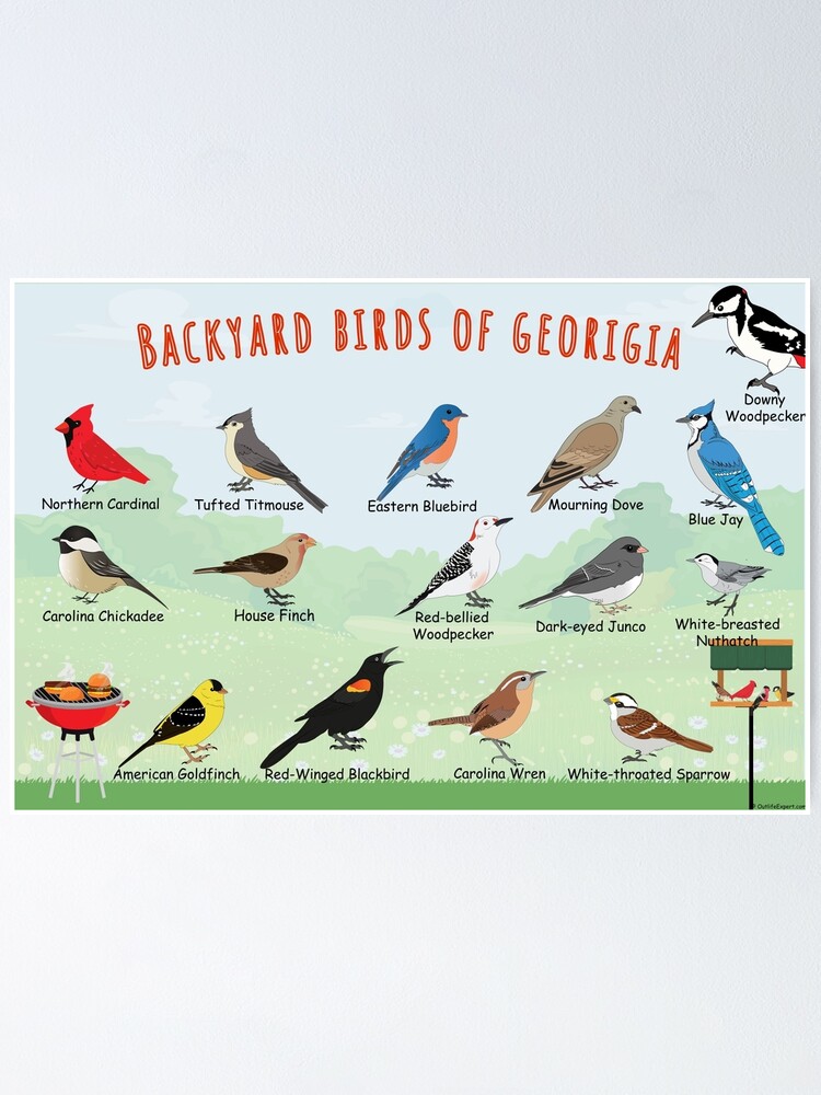 Thumbnail 1 of 3, Poster, Backyard birds of Georgia designed and sold by AndyMcBird.