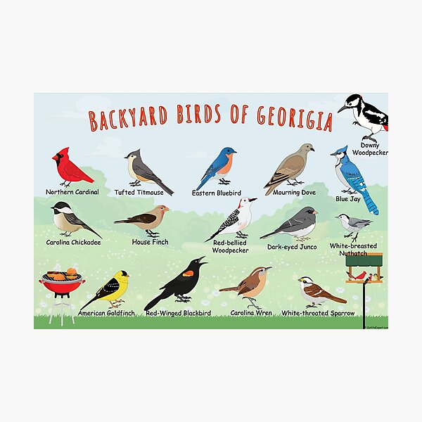 Item preview, Backyard birds of Georgia  designed and sold by AndyMcBird.
