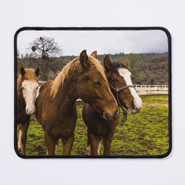 Item preview, Some of the hundreds of wild horses at the Wild Horse Sanctuary south of the little town of Shingletown, east of Redding, California designed and sold by OrcaNature.