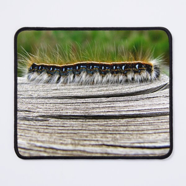 Item preview, Hair-raising Journey to Become a Moth designed and sold by Jean Gregory Evans.