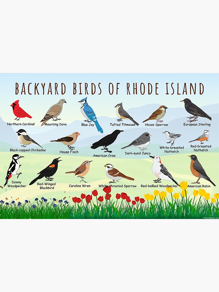 "Backyard birds of Rhode Island" Poster for Sale by AndyMcBird Redbubble