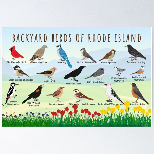 Backyard birds of Rhode Island Poster