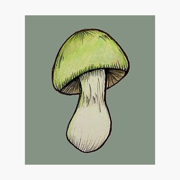 Aperçu de l'œuvre Champignon de la mort (Amanita Phalloides) créée et vendue par ArtfullyAudrey.