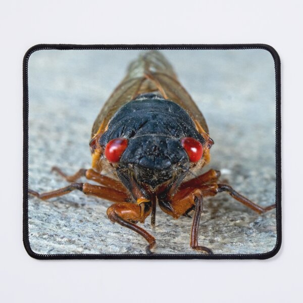Item preview, 17-Year Periodical Cicada Face designed and sold by mark-bugs-org.