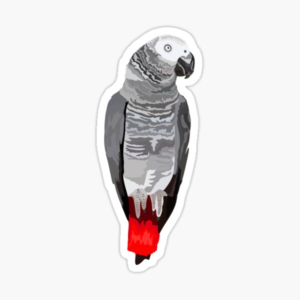 Item preview, A is for African Grey Parrot,African Grey Parrot Illustration – Intelligent and Elegant Tropical Bird Artwork designed and sold by PrettylittlepastelUk.
