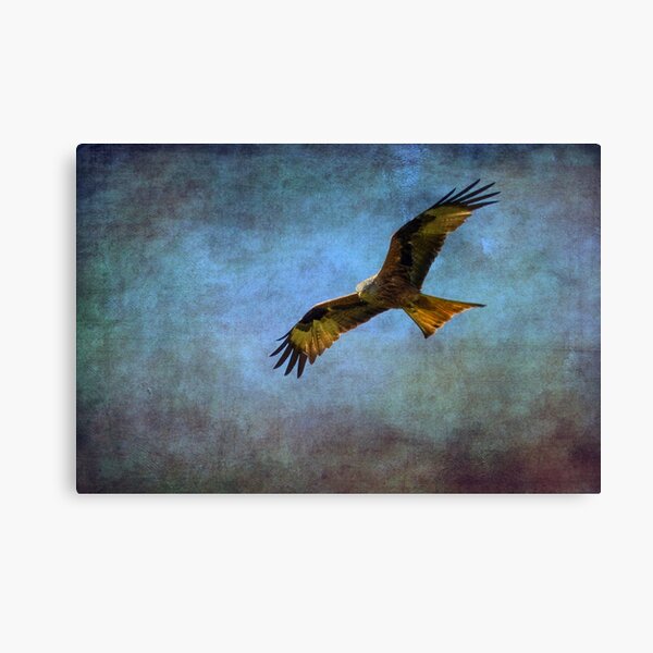 Red Kite (Milvus-milvus) Canvas Print