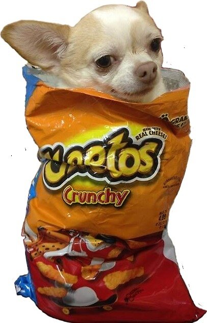 chihuahua in cheetos bag