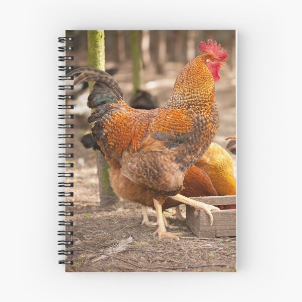 Item preview, Young Rhode Island Red hens designed and sold by Arletta Cwalina.
