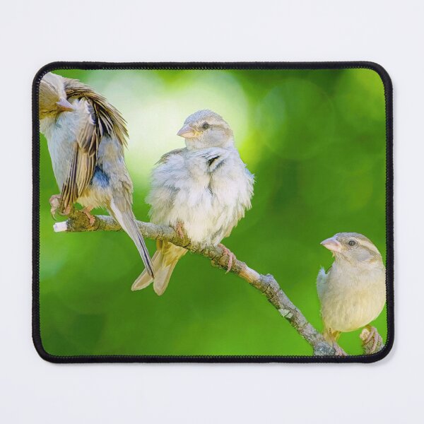 Item preview, Three Sparrows, Birds of a Feather designed and sold by AMacGPhilly.
