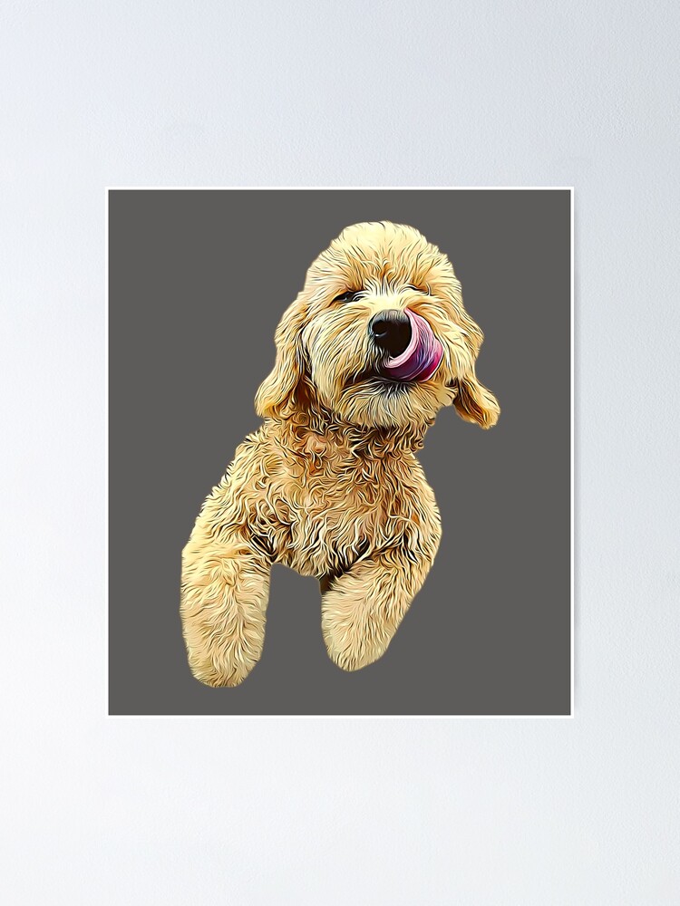 Cavapoo golden best sale