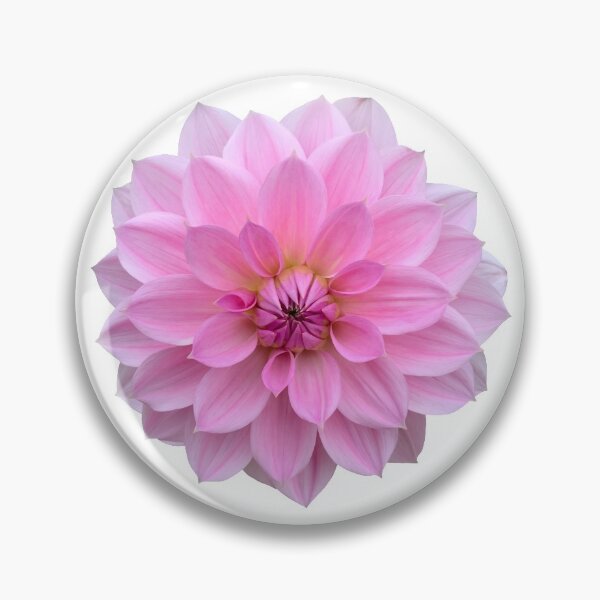 Item preview, Pink Dahlia Flower Still Life Floral Photography designed and sold by CottoVerdi.