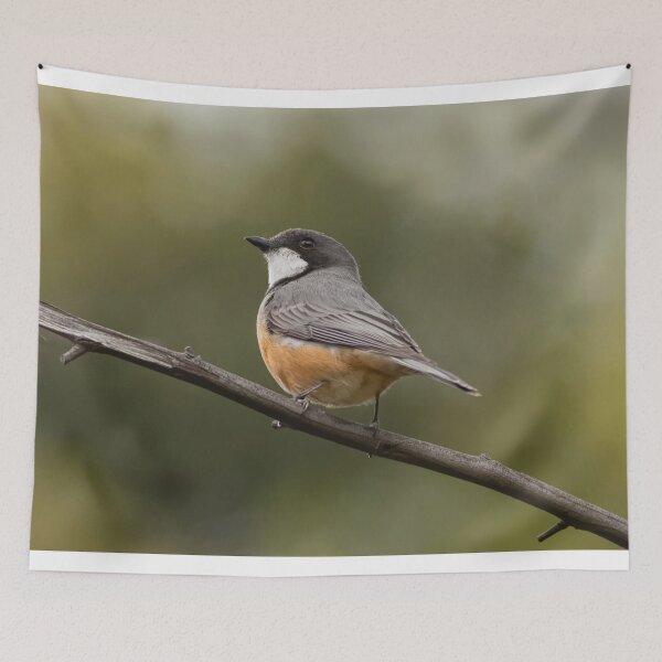Item preview, Rufous Whistler designed and sold by David  Hibberd.