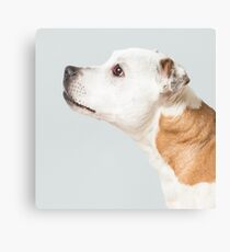 Sumi-e cushion Canvas Print