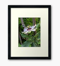 Passion Flower Framed Print