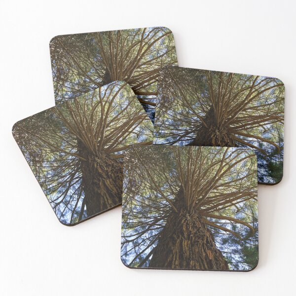 Item preview, Ancient araucaria in an Argentine forest designed and sold by Vanina Isola.