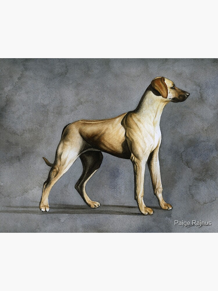 Grey store rhodesian ridgeback