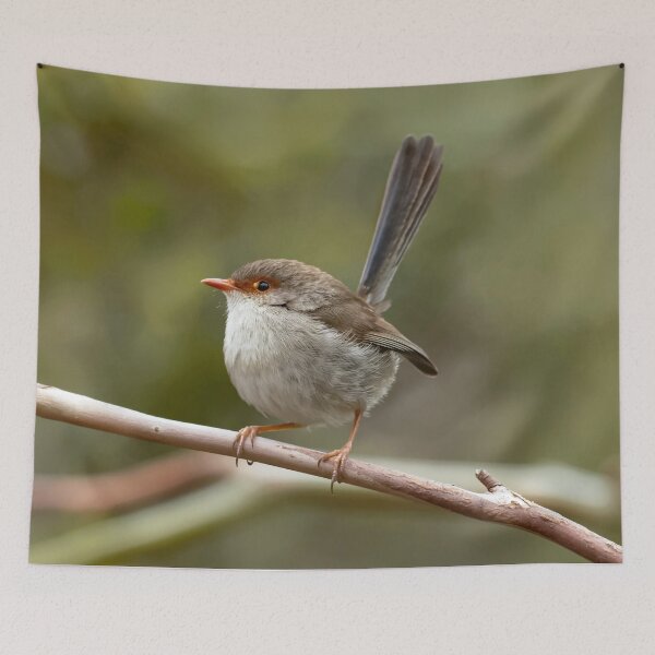 Item preview, Female Superb Fairy Wren designed and sold by David  Hibberd.